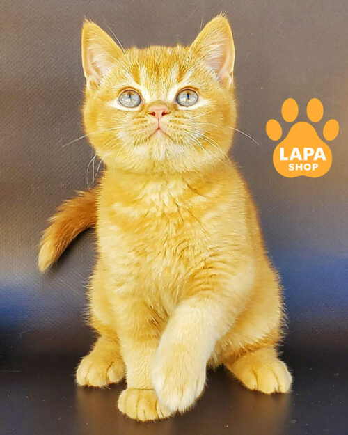 червона британська короткошерста