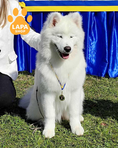 белый самоед