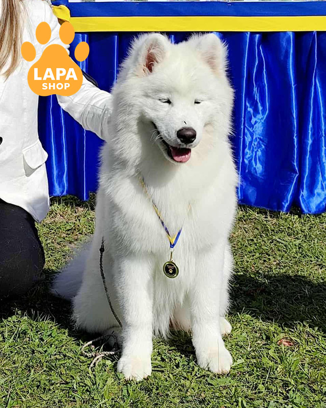 белый самоед