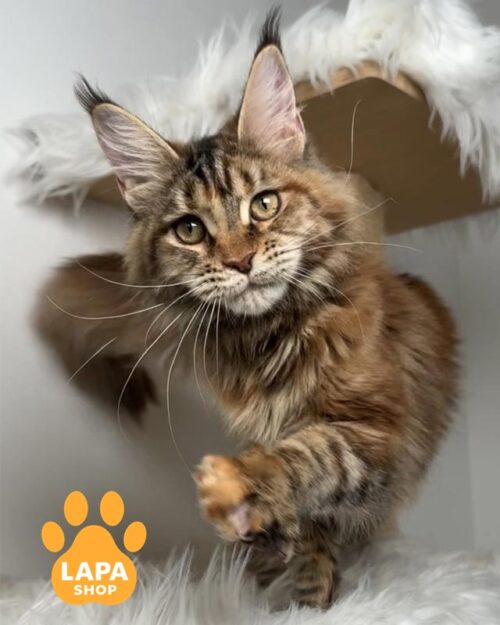 черепахова мейн-кун