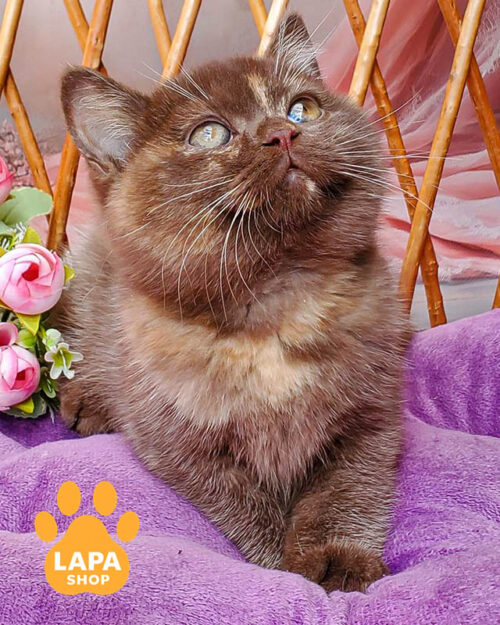 шоколадна черепхова британська короткошерста