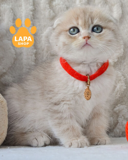 блакитний золотий скотіш-фолд