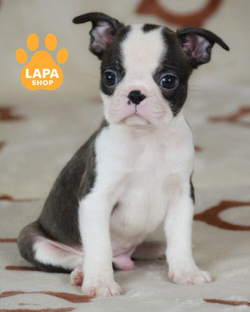 тигрово-білий бостон тер'єр