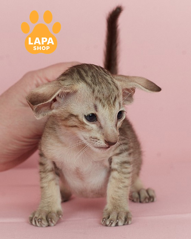 шоколадний плямистий орієнтал