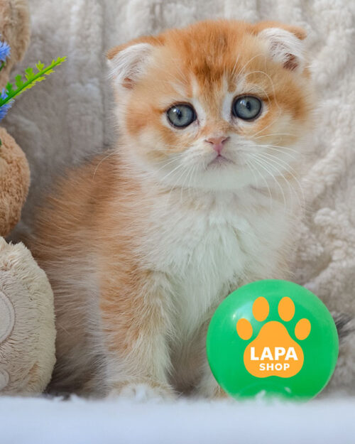 чорний золотий скотіш-фолд