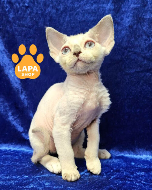 лиловый черепаховый девон-рекс