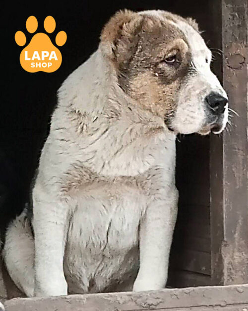 біло-руда середньоазійська вівчарка