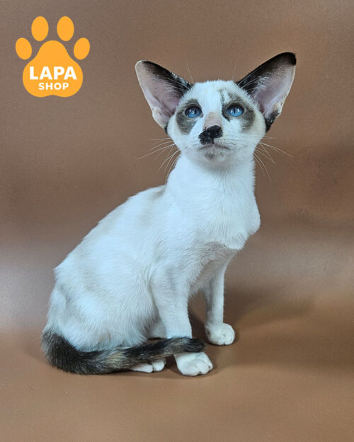 шоколадно черепаховіий орієнтал