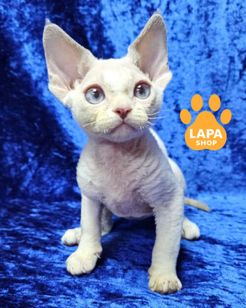 ліловий черепаховий девон-рекс