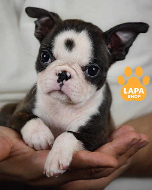 тигрово-білий бостон тер'єр