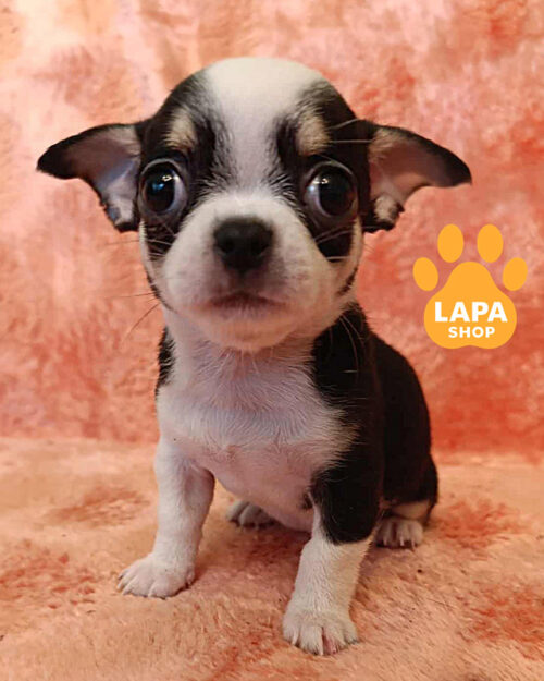 black and white chihuahua