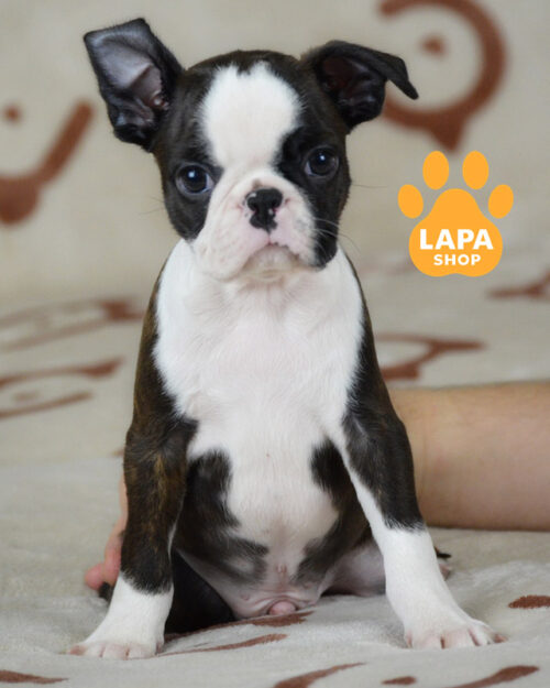 Iton — милий красень породи бостон тер'єр