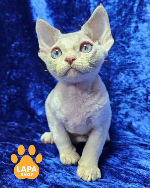 лиловый колор пойнт девон-рекс