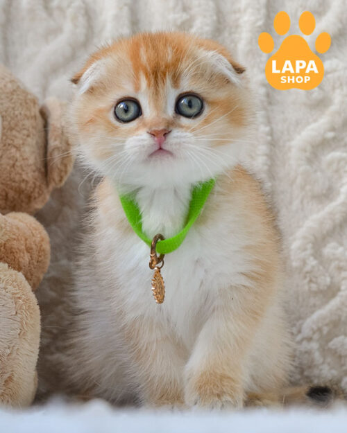 чорний золотий скотіш-фолд