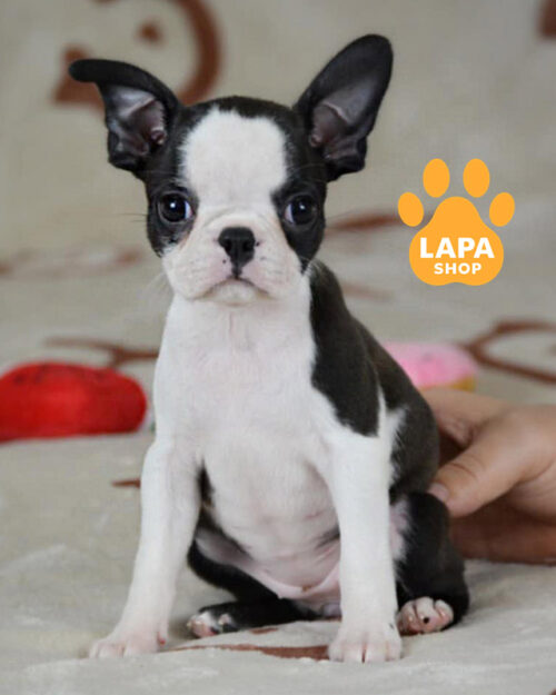 тигрово-білий бостон тер'єр