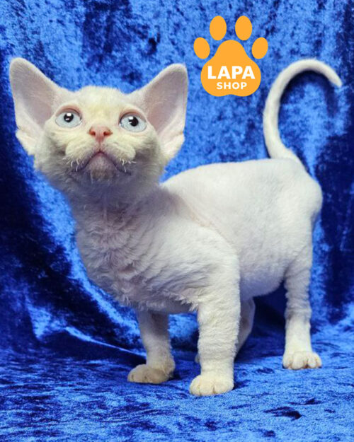 білий девон-рекс