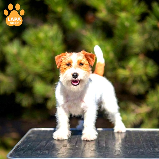 Jack-Russell-Terrier-02