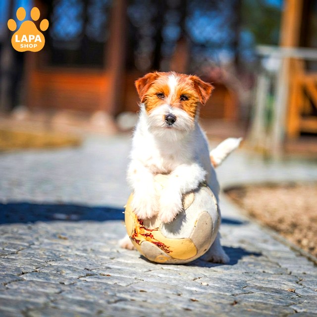 Jack-Russell-Terrier-03