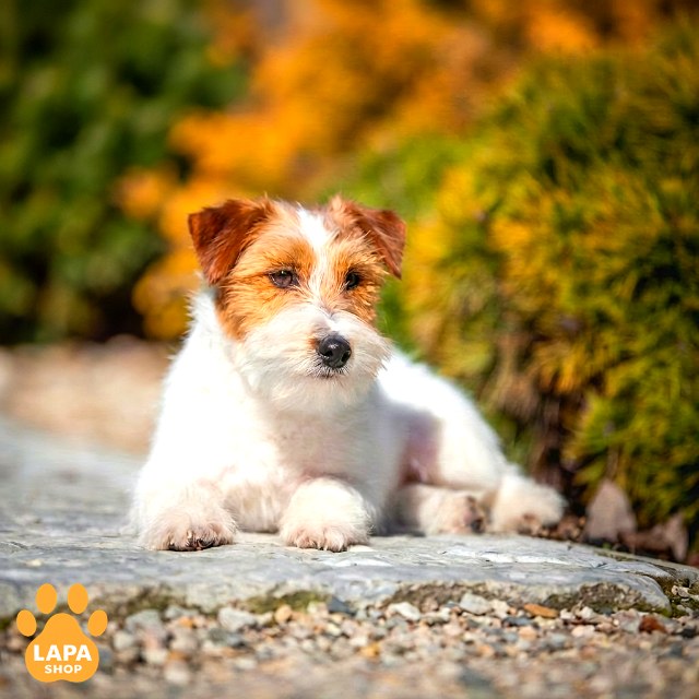 Jack-Russell-Terrier-04