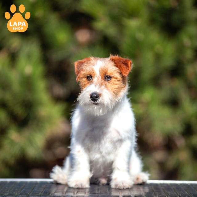 Jack-Russell-Terrier-05
