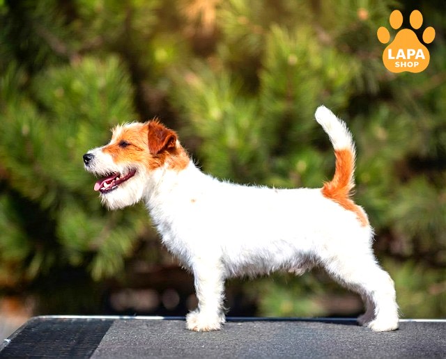 Jack-Russell-Terrier-06