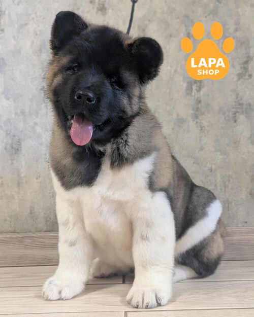 gray and white American Akita