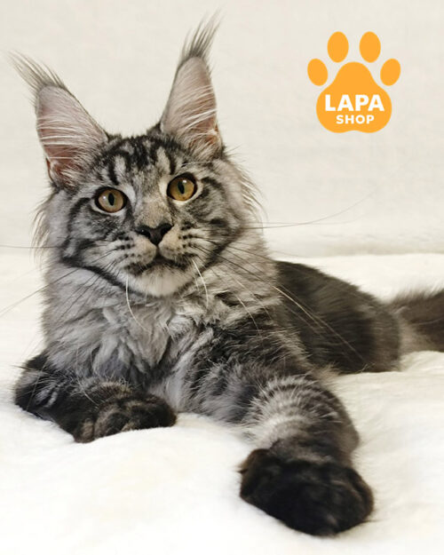 чорне сріблясте мейн-кун