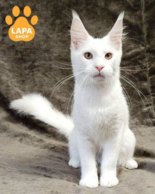 білий мейн-кун