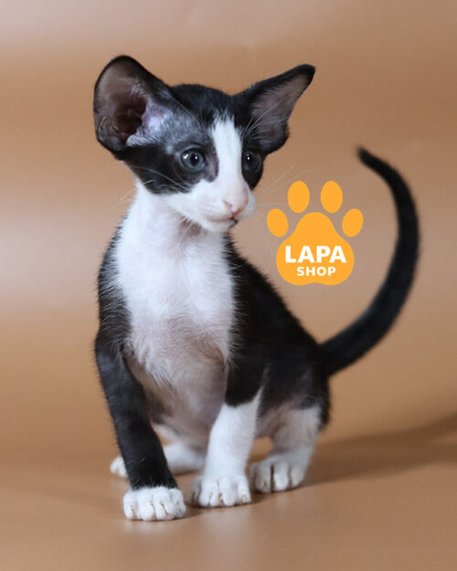 черный биколорный ориентал