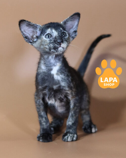 черепаховый ориентал