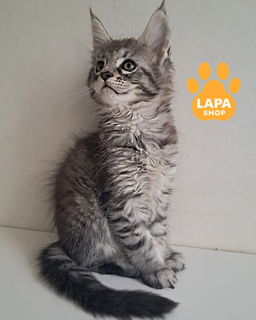 чорний сріблястий мейн-кун