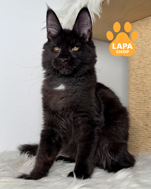 чорно-білий мейн-кун