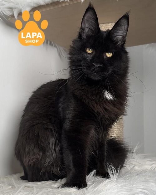 чорно-біла кішка мейн-кун