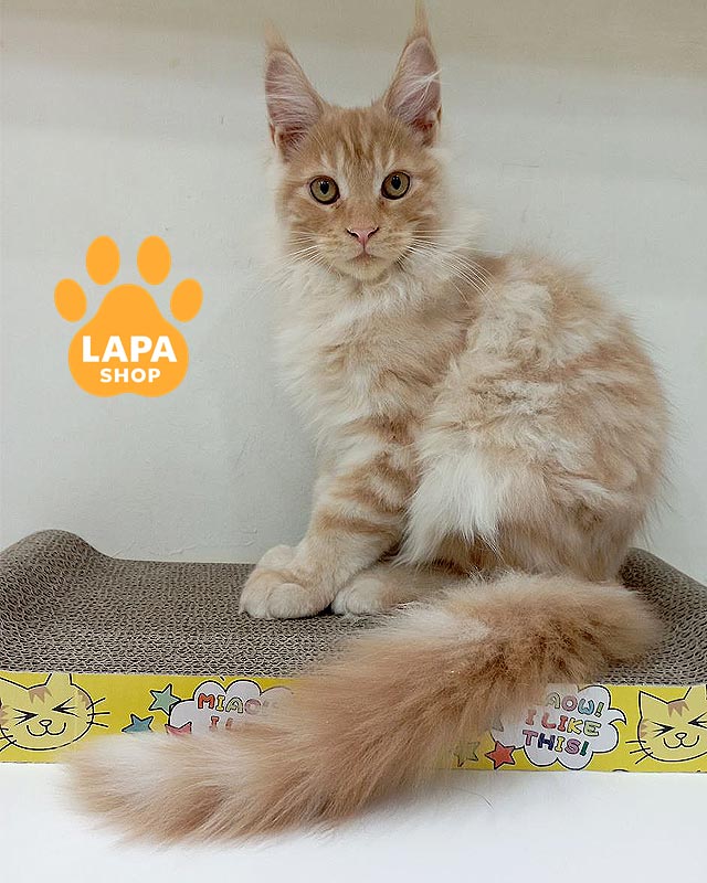 червоний мармуровий мейн-кун