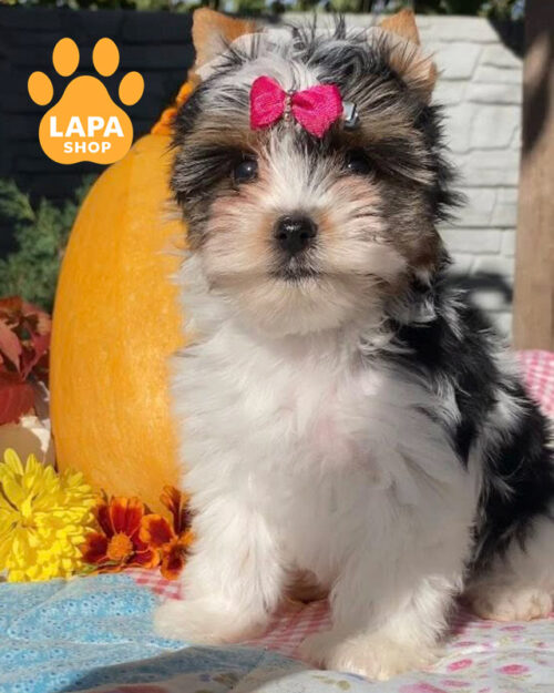 триколорний бівер йоркширський тер'єр