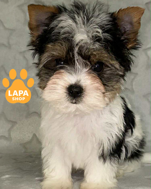 триколорный бивер йоркширский терьер