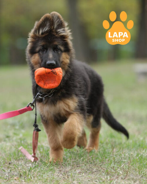 чепрачная немецкая овчарка