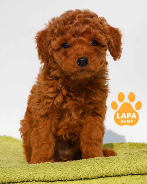 червоний той пудель