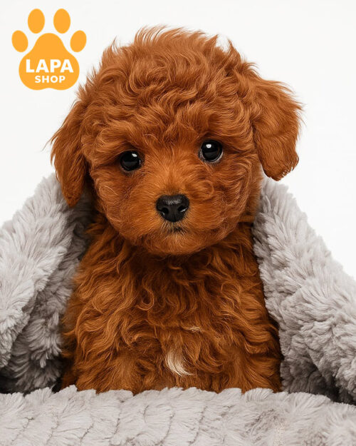 червоний той пудель