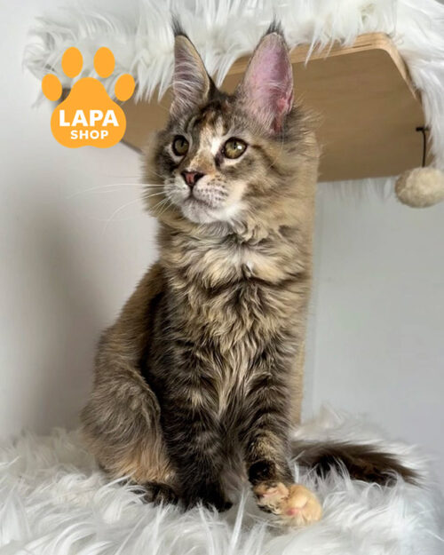 черепаховий мейн-кун