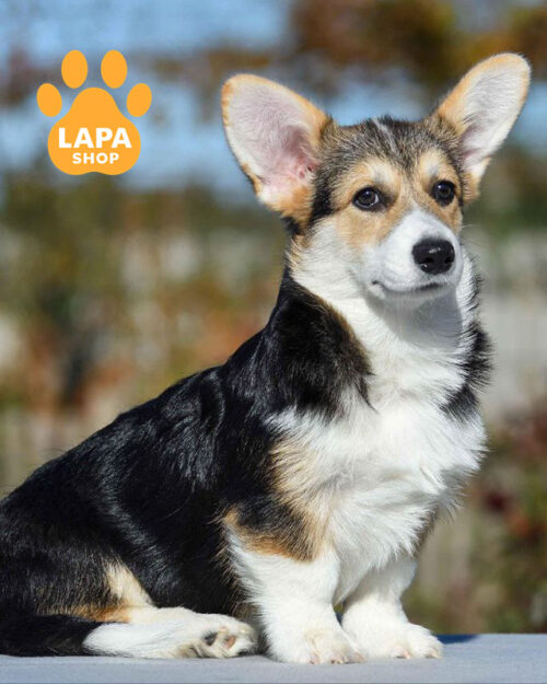 рудо-білий вельш коргі пемброк