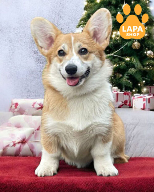 рудо-білий вельш коргі пемброк