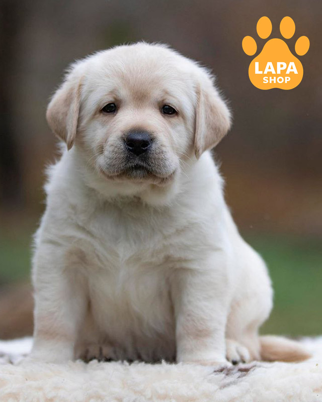 жовтий лабрадор-ретривер