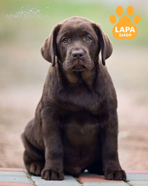 шоколадний лабрадор-ретривер