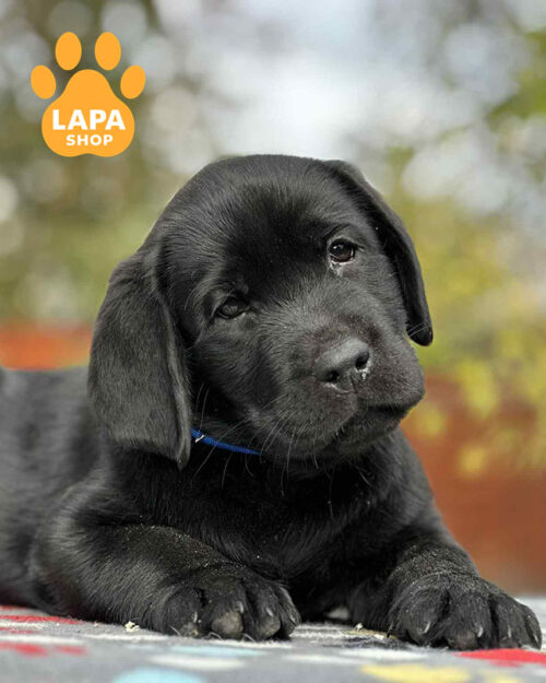 черный лабрадор-ретривер