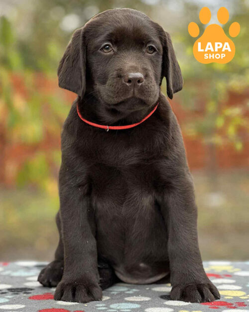 шоколадный лабрадор-ретривер