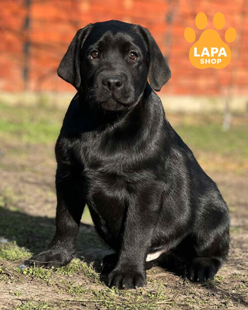 чорний лабрадор-ретривер