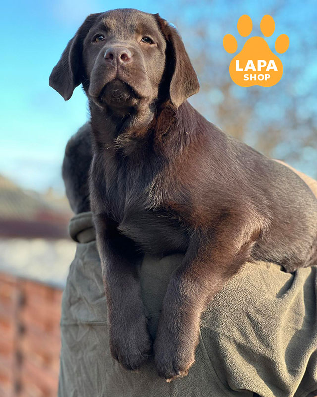 шоколадний лабрадор-ретривер
