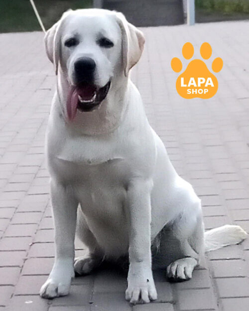 yellow Labrador Retriever