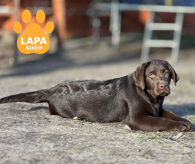 labrador-retriever-02